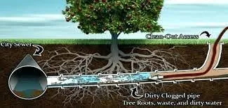 Sewer Line With Tree Roots
