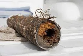 Tree Roots In Sewer Line
